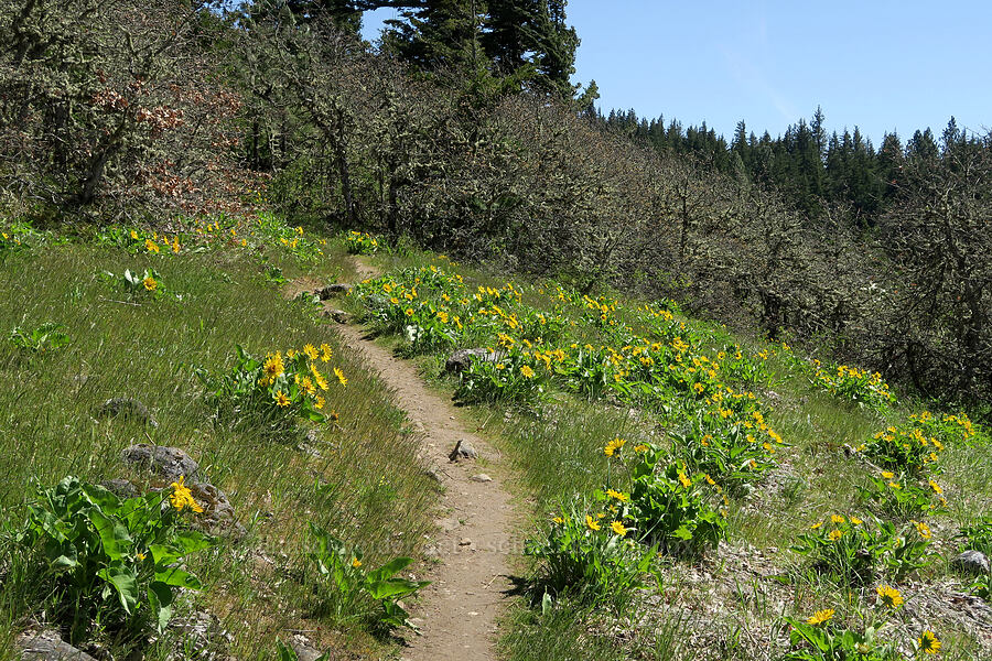 balsamroot (Balsamorhiza sp.) [Hood River Mountain Trail, Hood River County, Oregon]