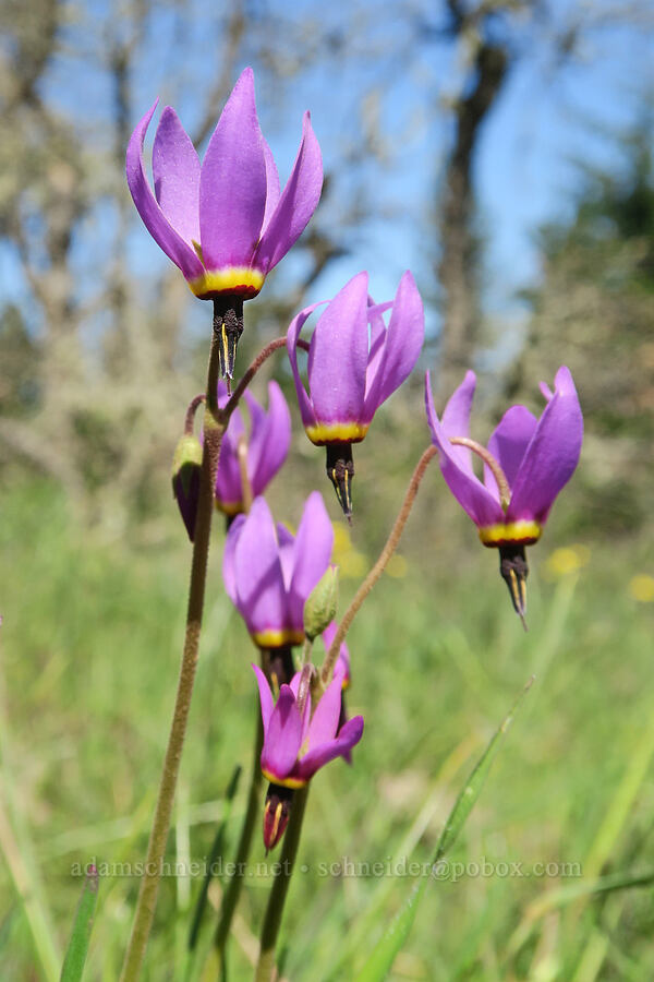poet's shooting stars (Dodecatheon poeticum (Primula poetica)) [Hood River Mountain Trail, Hood River County, Oregon]