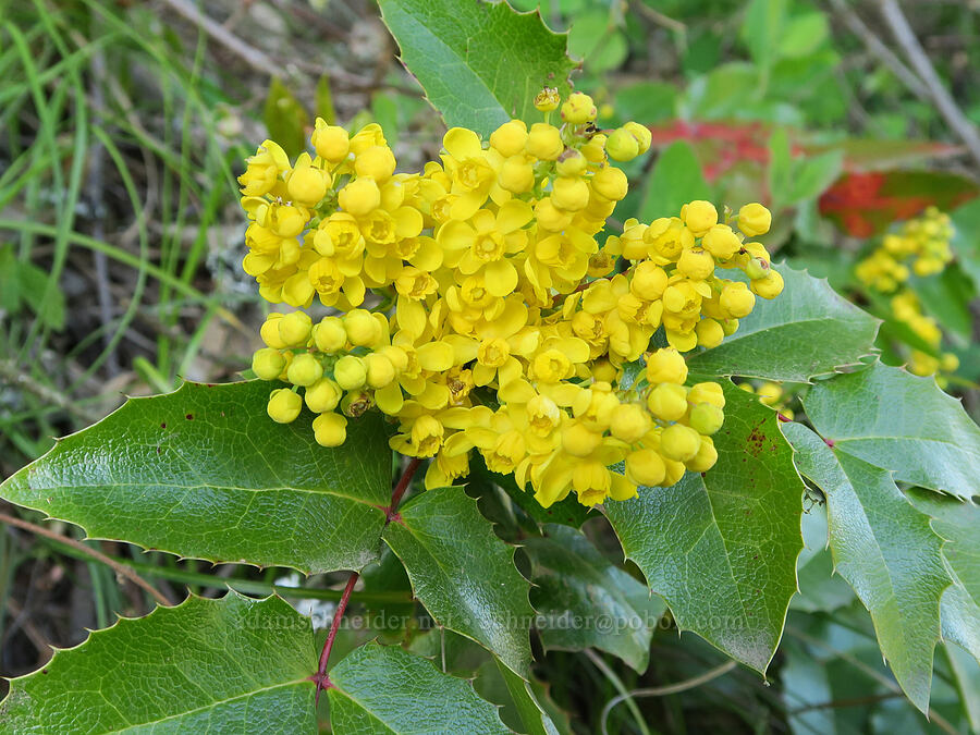 Cascade Oregon-grape flowers (Mahonia nervosa (Berberis nervosa)) [Elder Road, Hood River County, Oregon]