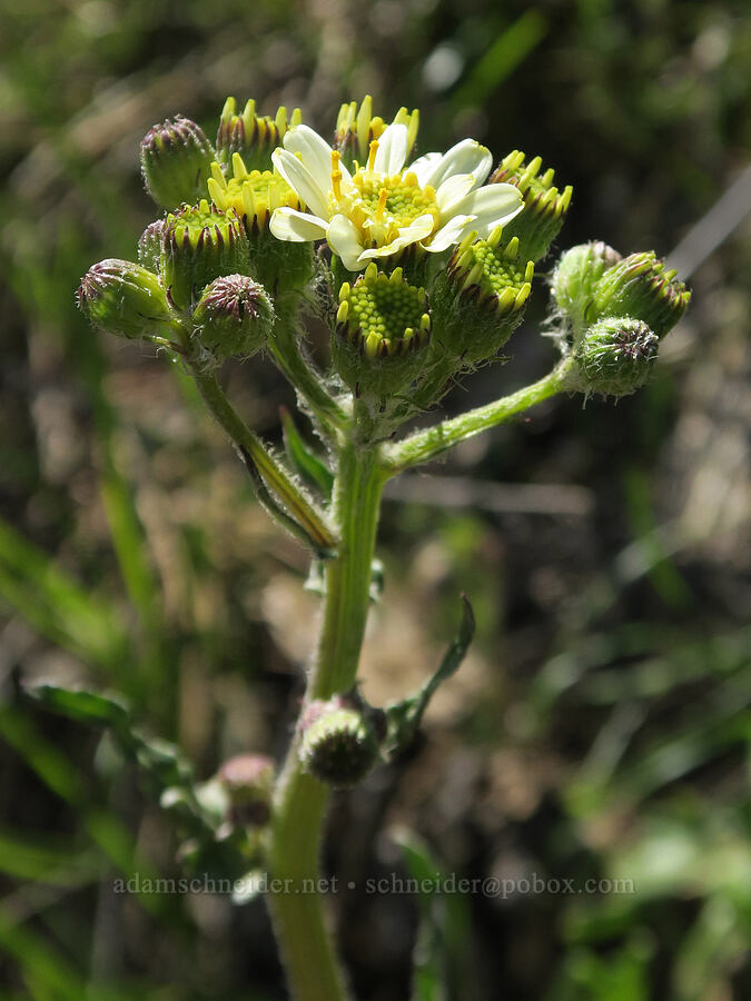 white western groundsel (Senecio integerrimus var. ochroleucus) [Elder Road, Hood River County, Oregon]