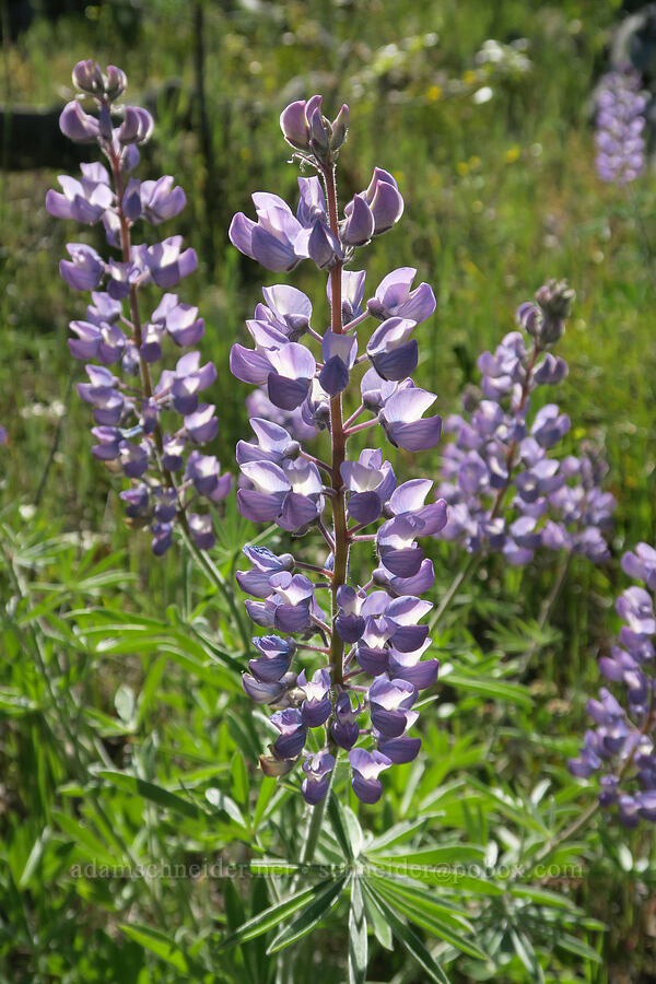Columbia Gorge lupines (Lupinus latifolius x sericeus (Lupinus sericeus var. thompsonianus)) [Historic Columbia River Highway State Trail, Mosier, Wasco County, Oregon]
