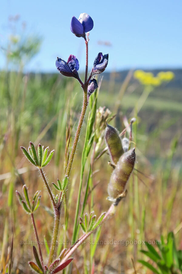 bi-color lupine (Lupinus bicolor (Lupinus micranthus var. bicolor)) [Historic Columbia River Highway State Trail, Mosier, Wasco County, Oregon]