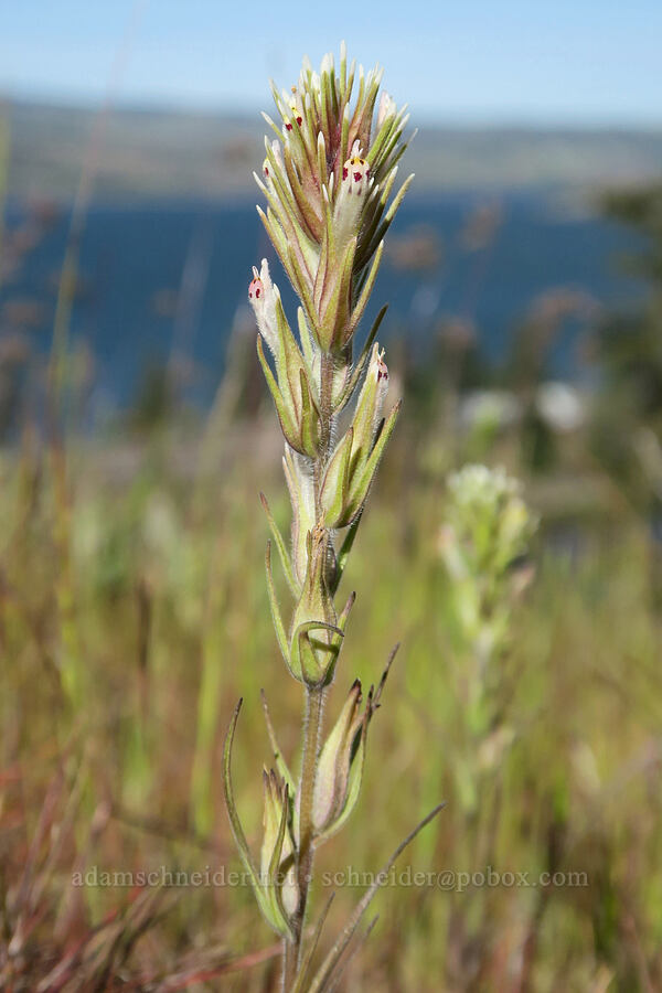 narrow-leaf owl's-clover (Castilleja attenuata (Orthocarpus attenuatus)) [Historic Columbia River Highway State Trail, Mosier, Wasco County, Oregon]