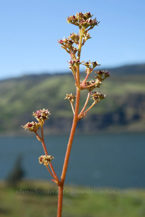 whole-leaf saxifrage, going to seed (Micranthes integrifolia (Saxifraga integrifolia)) [Historic Columbia River Highway State Trail, Mosier, Wasco County, Oregon]