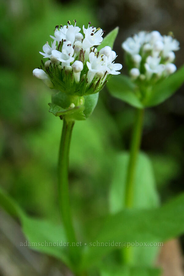 white plectritis (Plectritis macrocera) [Historic Columbia River Highway State Trail, Mosier, Wasco County, Oregon]