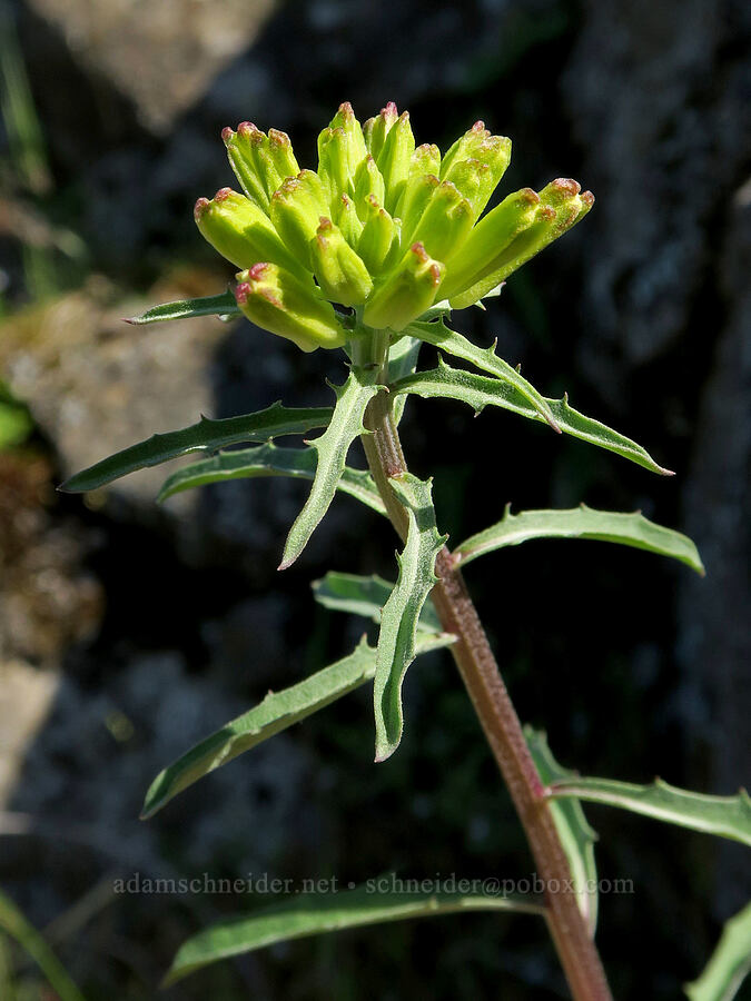 wallflower, budding (Erysimum sp.) [Historic Columbia River Highway State Trail, Mosier, Wasco County, Oregon]