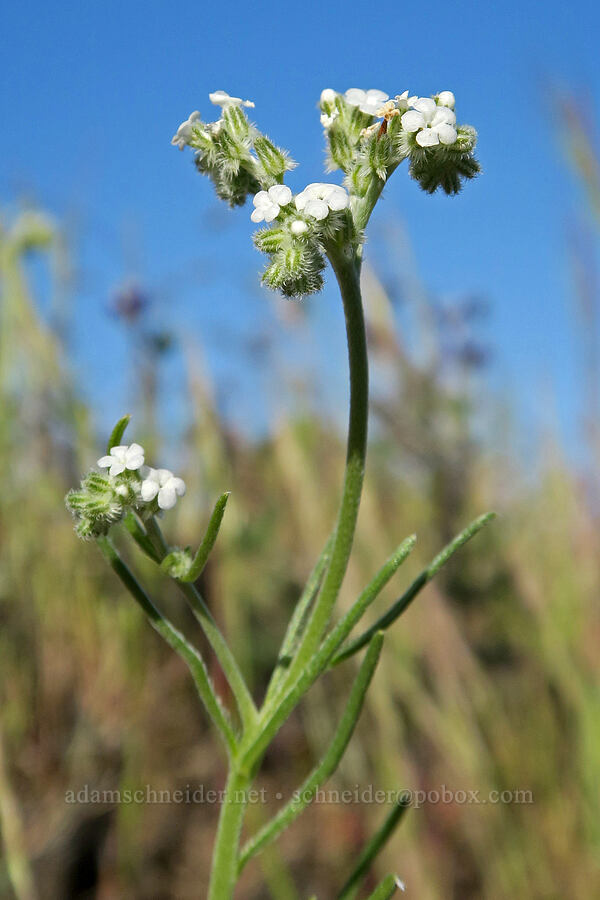 weak-stem cryptantha (Cryptantha flaccida) [Historic Columbia River Highway State Trail, Mosier, Wasco County, Oregon]