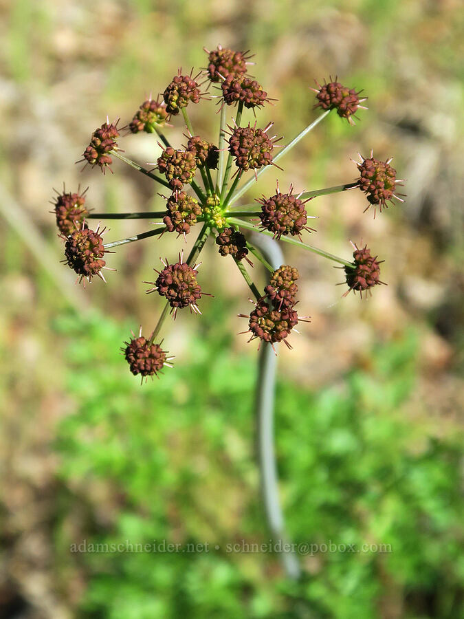 fern-leaf desert parsley (Lomatium dissectum var. dissectum) [Historic Columbia River Highway State Trail, Mosier, Wasco County, Oregon]