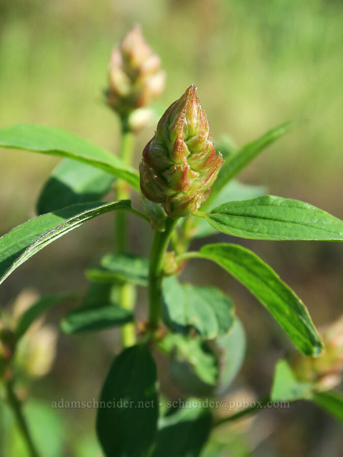 deer brush, budding (Ceanothus integerrimus) [Historic Columbia River Highway State Trail, Mosier, Wasco County, Oregon]