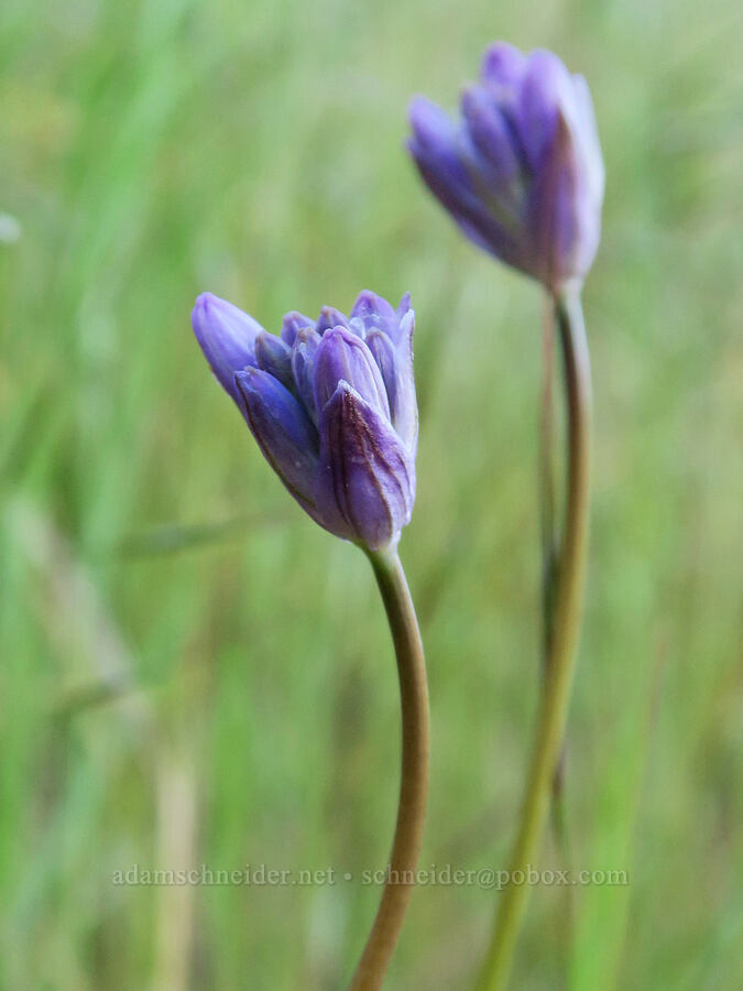 fork-tooth ookow, budding (Dichelostemma congestum (Brodiaea congesta)) [Historic Columbia River Highway State Trail, Mosier, Wasco County, Oregon]