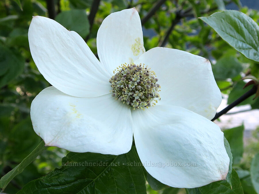 Pacific dogwood (Cornus nuttallii) [Viento State Park, Hood River County, Oregon]
