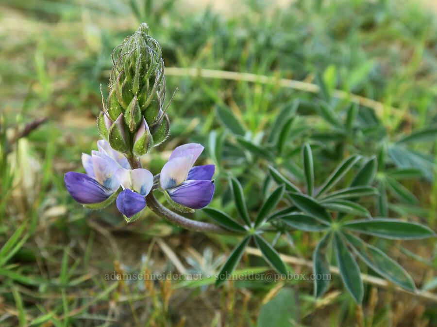 seashore lupine (Lupinus littoralis) [Seal Rock State Recreation Site, Lincoln County, Oregon]