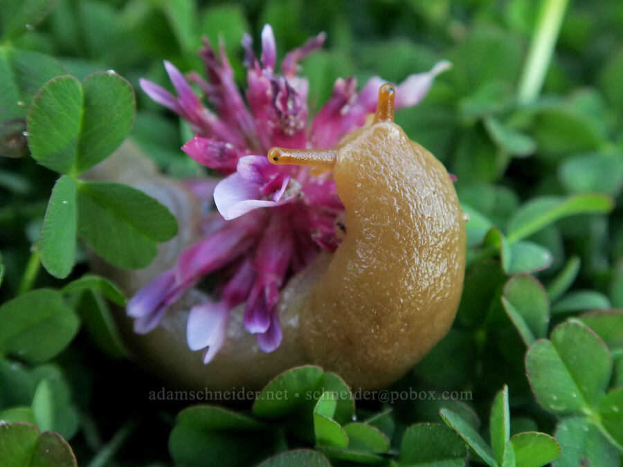 banana slug eating spring-bank clover (Ariolimax columbianus, Trifolium wormskioldii) [Seal Rock State Recreation Site, Lincoln County, Oregon]