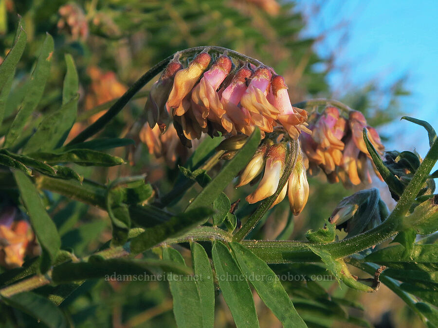 giant vetch (Vicia gigantea (Vicia nigricans ssp. gigantea)) [Seal Rock State Recreation Site, Lincoln County, Oregon]