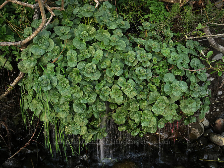 magnificent monkeyflower leaves (Erythranthe grandis (Mimulus grandis)) [Seal Rock State Recreation Site, Lincoln County, Oregon]
