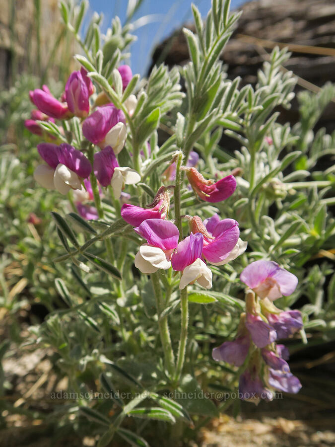 silky beach pea (Lathyrus littoralis) [Taft, Lincoln City, Lincoln County, Oregon]