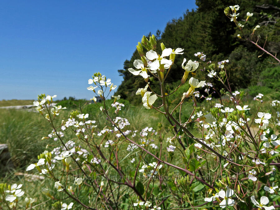 wild radish (Raphanus sp.) [Taft, Lincoln City, Lincoln County, Oregon]