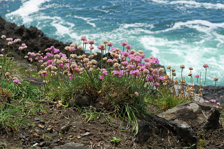 sea thrift (Armeria maritima) [Cape Foulweather, Lincoln County, Oregon]