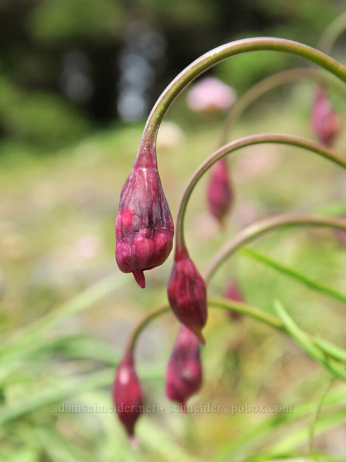 nodding onions, budding (Allium cernuum) [Cape Foulweather, Lincoln County, Oregon]
