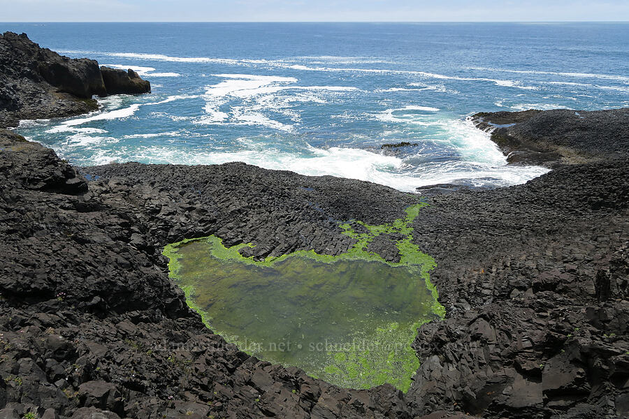 brackish pond on basalt [Cape Foulweather, Lincoln County, Oregon]