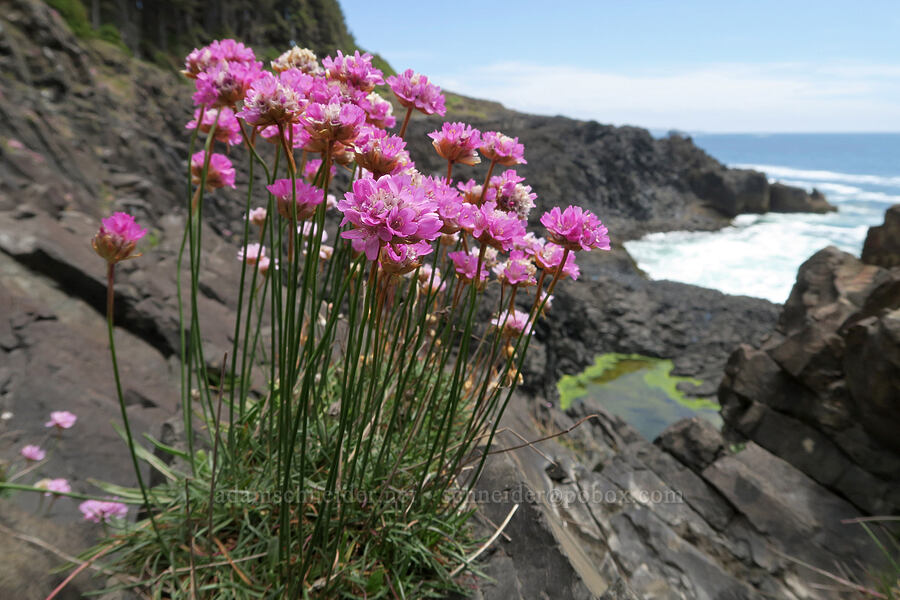 sea thrift (Armeria maritima) [Cape Foulweather, Lincoln County, Oregon]