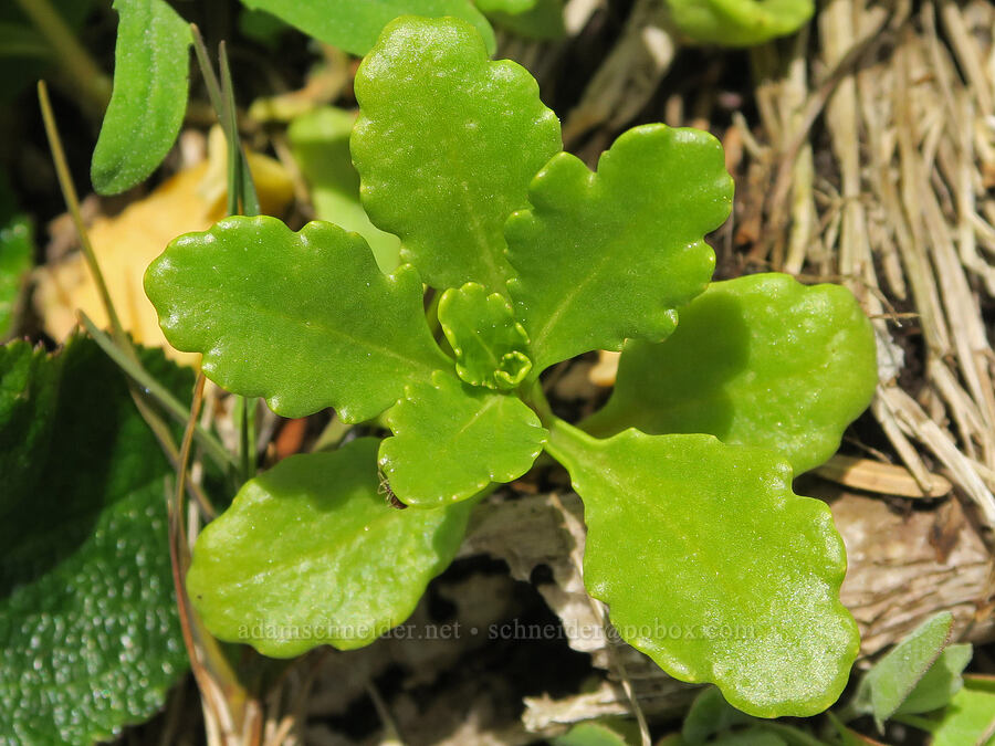 American sea-rocket leaves (Cakile edentula) [Cape Foulweather, Lincoln County, Oregon]
