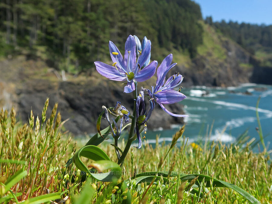 camas (Camassia quamash ssp. maxima) [Cape Foulweather, Lincoln County, Oregon]