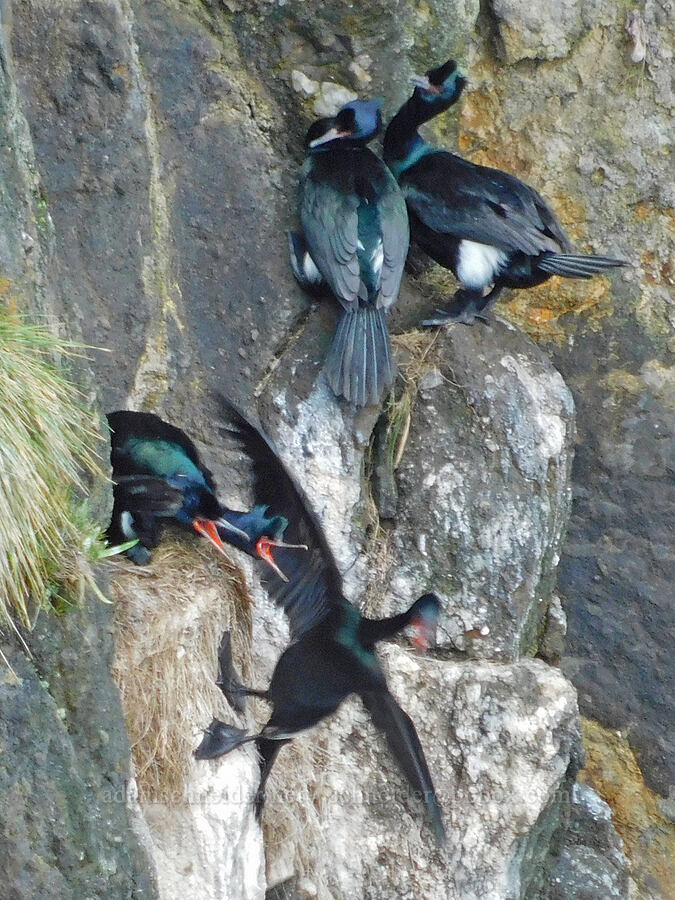pelagic cormorants (Urile pelagicus (Phalacrocorax pelagicus)) [Cape Foulweather, Lincoln County, Oregon]