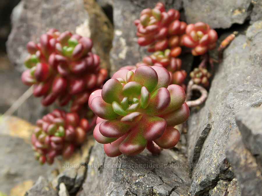 Oregon stonecrop (Sedum oreganum) [Cape Foulweather, Lincoln County, Oregon]