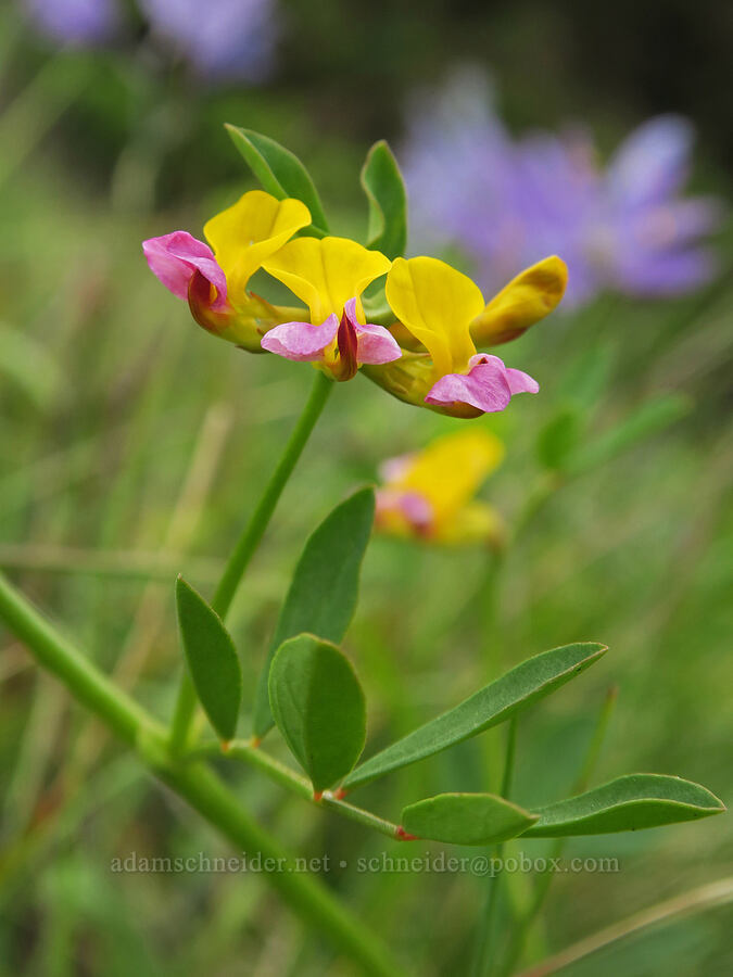 seaside lotus (Hosackia gracilis (Lotus formosissimus)) [Cape Foulweather, Lincoln County, Oregon]