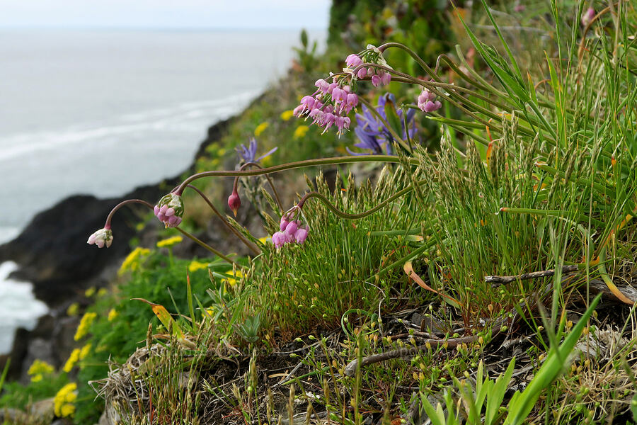 wildflowers [Cape Foulweather, Lincoln County, Oregon]