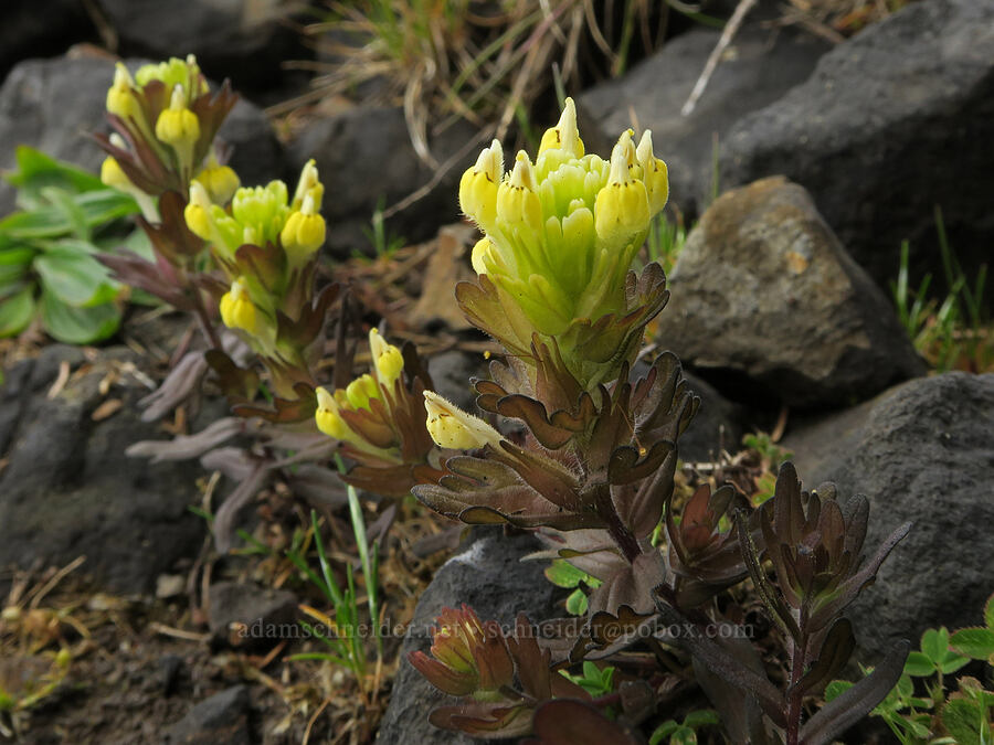 Johnny-nip (salt-marsh paintbrush) (Castilleja ambigua) [Cape Foulweather, Lincoln County, Oregon]
