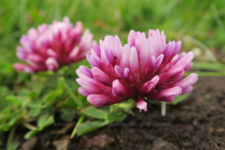 spring-bank clover (Trifolium wormskioldii) [Cape Foulweather, Lincoln County, Oregon]