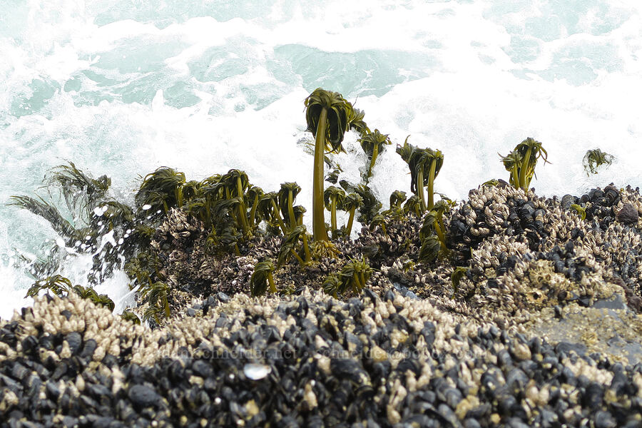 sea-palms (Postelsia palmaeformis) [Cape Foulweather, Lincoln County, Oregon]