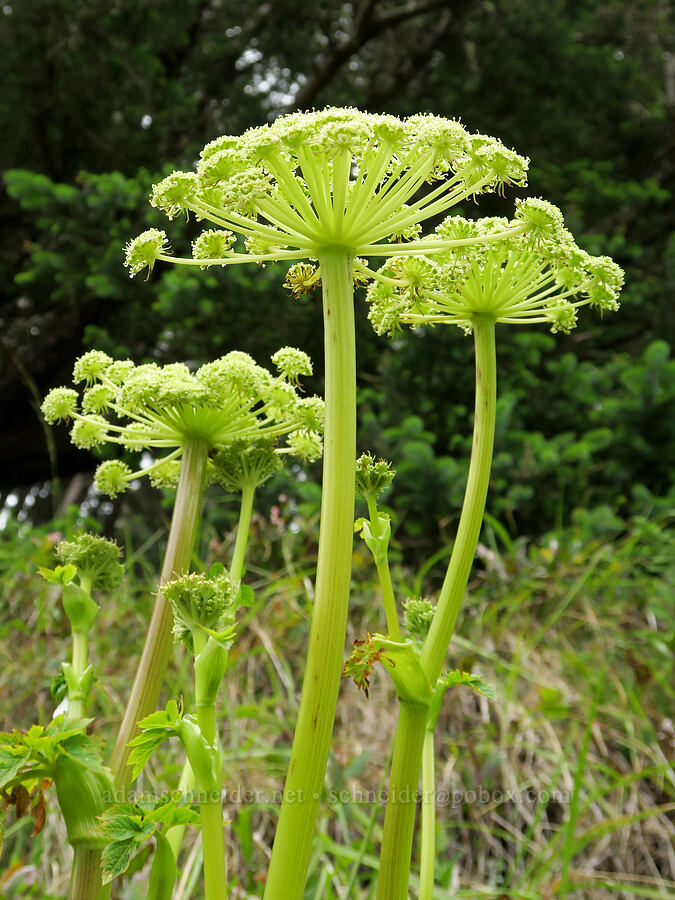 sea-coast angelica (sea-watch) (Angelica lucida) [Otter Crest Loop Road, Lincoln County, Oregon]