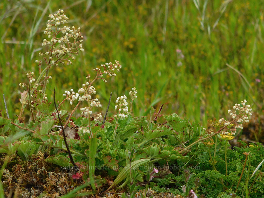 seaside alumroot (Heuchera pilosissima) [Otter Crest State Scenic Viewpoint, Lincoln County, Oregon]