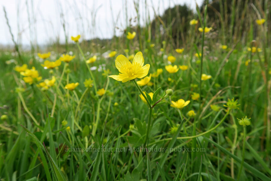 western buttercups (Ranunculus occidentalis) [Rocky Creek State Scenic Viewpoint, Lincoln County, Oregon]