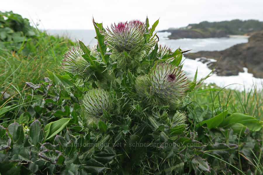 edible thistle (Cirsium edule) [Rocky Creek State Scenic Viewpoint, Lincoln County, Oregon]