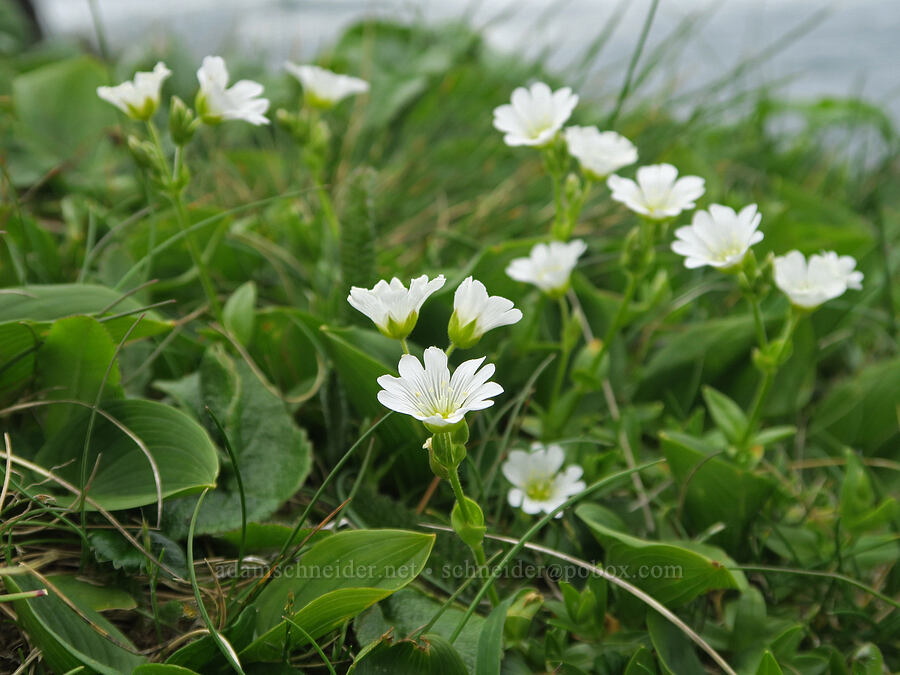 chickweed (Cerastium arvense) [Rocky Creek State Scenic Viewpoint, Lincoln County, Oregon]