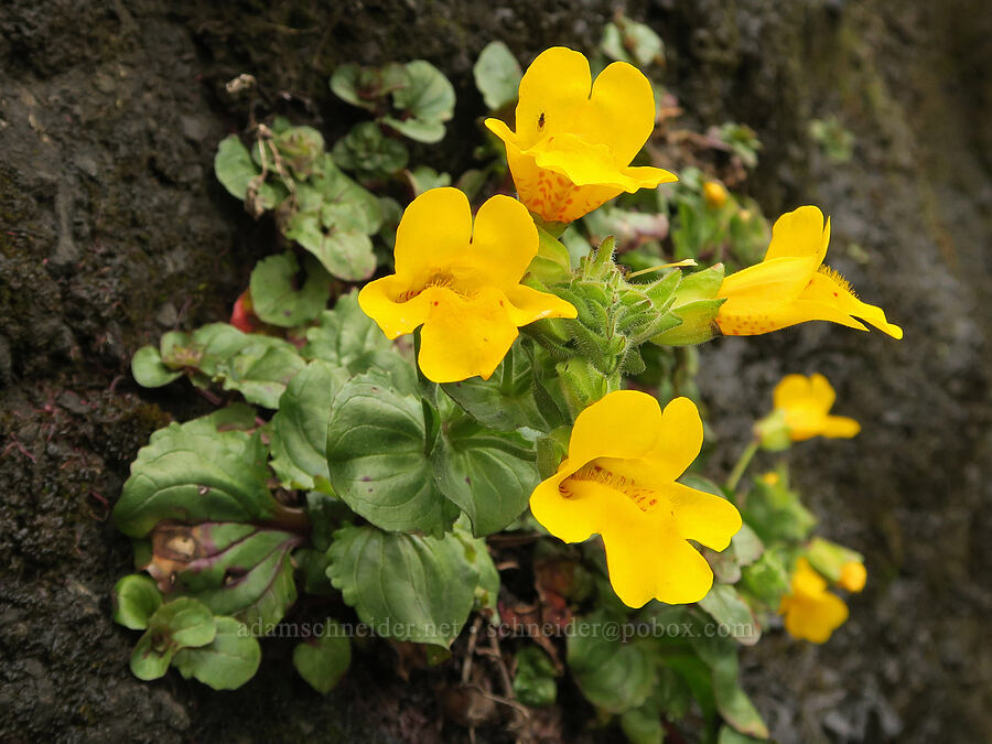 magnificent monkeyflower (Erythranthe grandis (Mimulus grandis)) [Rocky Creek State Scenic Viewpoint, Lincoln County, Oregon]