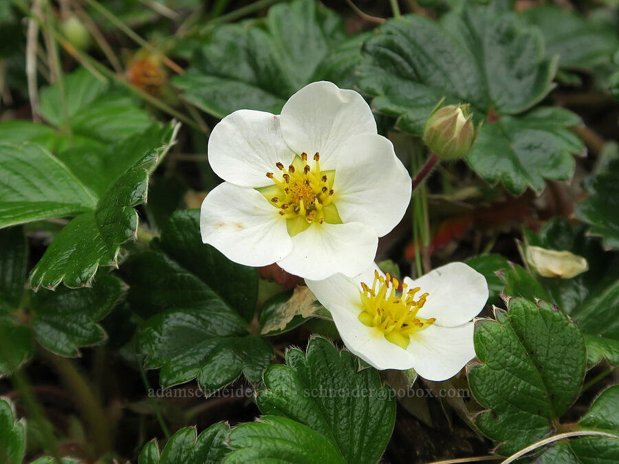 beach strawberry flowers (Fragaria chiloensis) [harbor entrance, Depoe Bay, Lincoln County, Oregon]
