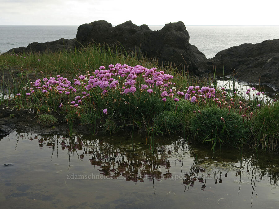 sea thrift (Armeria maritima) [North Point, Depoe Bay, Lincoln County, Oregon]