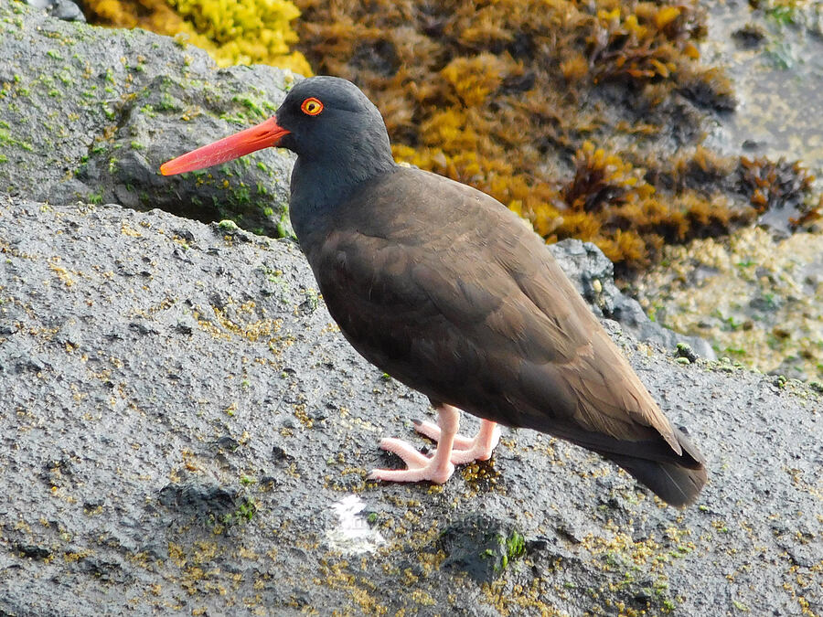 black oystercatcher (Haematopus bachmani) [North Point, Depoe Bay, Lincoln County, Oregon]