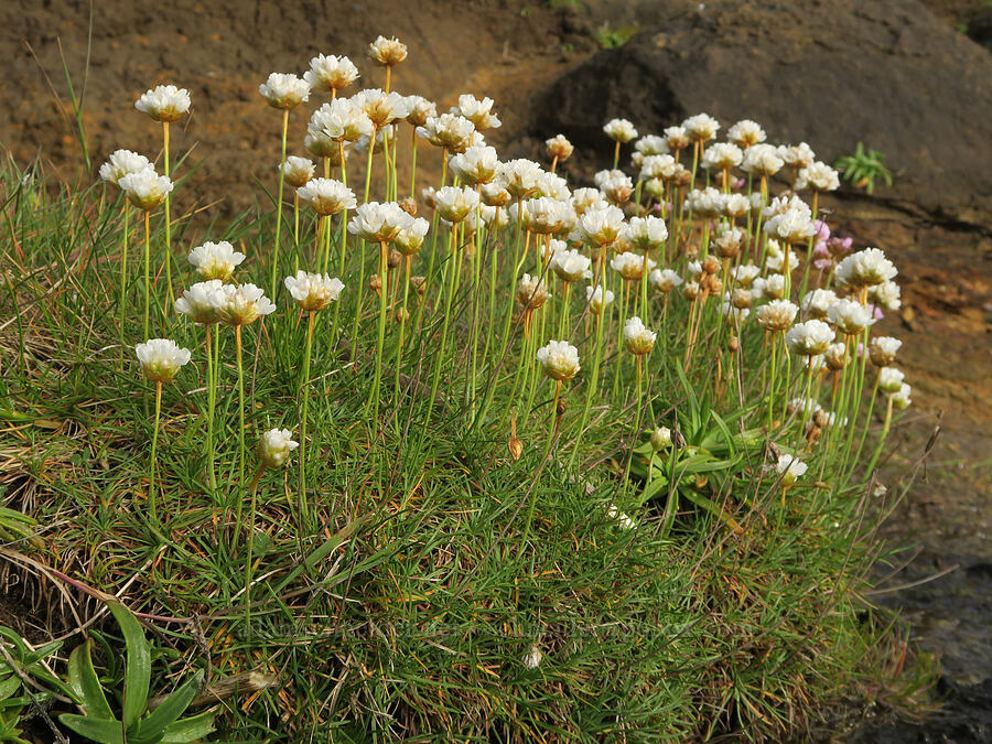 white sea thrift (Armeria maritima) [North Point, Depoe Bay, Lincoln County, Oregon]