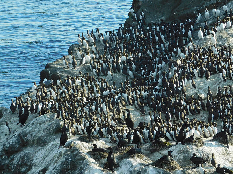 common murres (Uria aalge) [Pirate Cove, Depoe Bay, Lincoln County, Oregon]