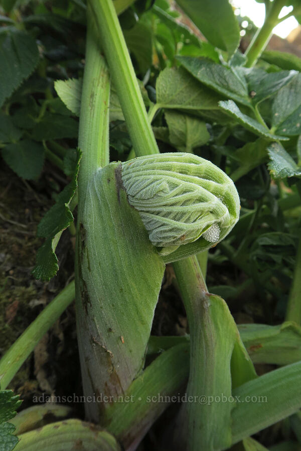 Henderson's angelica leaves (Angelica hendersonii) [Fishing Rock, Lincoln County, Oregon]