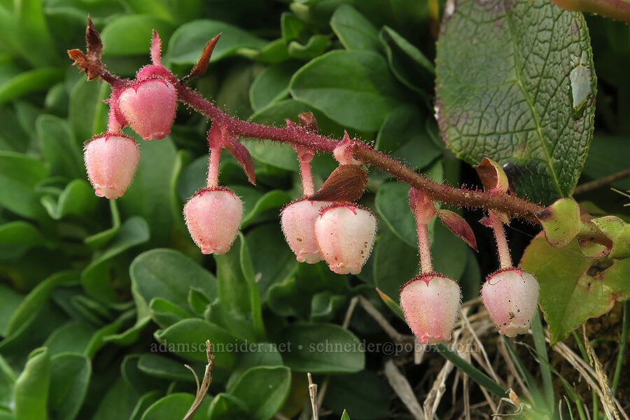 salal flowers (Gaultheria shallon) [Fishing Rock, Lincoln County, Oregon]