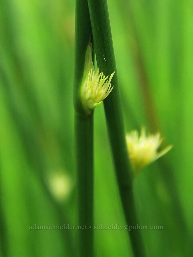 rush flowers (Juncus sp.) [Siletz Bay National Wildlife Refuge, Lincoln County, Oregon]
