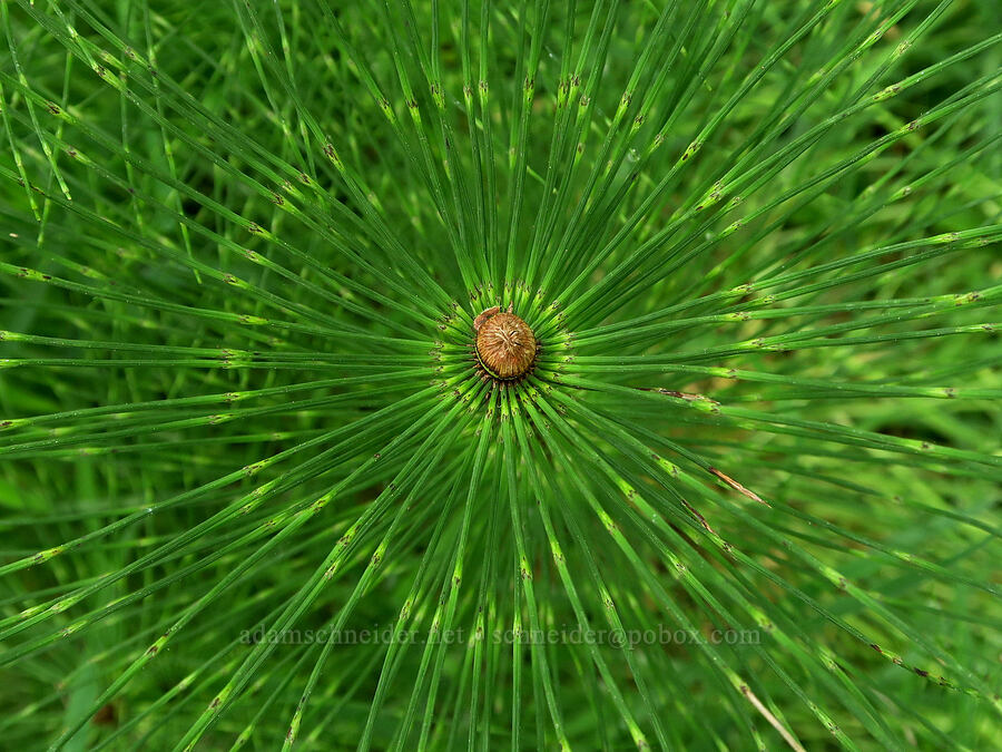 horsetail (Equisetum telmateia ssp. braunii) [Siletz Bay National Wildlife Refuge, Lincoln County, Oregon]