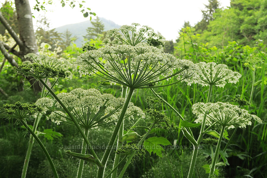 cow parsnip (Heracleum maximum) [Siletz Bay National Wildlife Refuge, Lincoln County, Oregon]